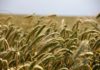मध्यप्रदेश में कृषि महत्वपूर्ण तथ्य | agriculture fact of mp agriculture-fact-of-mp