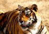 टाइगर रिजर्व की सूची | List of Tiger Reserve list-of-tiger-reserve
