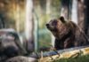 राष्ट्रिय उद्यान और वन्य जीव अभ्यारण्य की सूची | List of National Parks and Wildlife Sanctuaries list-of-national-parks-and-wildlife-sanctuaries