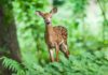 मध्य प्रदेश में वन्य प्राणियों के संरक्षण हेतु योजनायें | Schemes for wildlife in Madhya Pradesh Schemes-for-wildlife-in-Madhya-Pradesh
