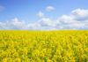 मध्य प्रदेश के शीर्ष फसल उत्पादक जिले | Crop producing districts of MP crop-producing-districts-of-mp-मध्यप्रदेश