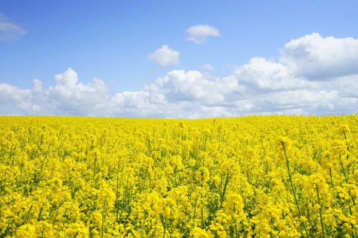 Crop producing districts of MP crop-producing-districts-of-mp-मध्यप्रदेश